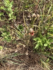 Gaillardia amblyodon