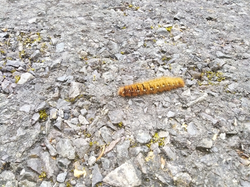 Priadkovec dubový (Lasiocampa quercus)