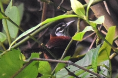 Cantorchilus nigricapillus