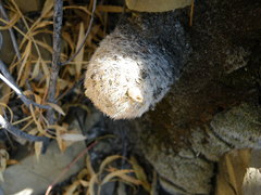 Mammillaria magallanii