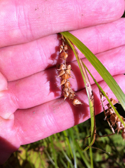 Carex vesicaria