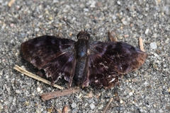 Ebrietas