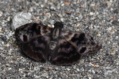 Ebrietas anacreon