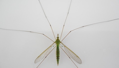 Leptotarsus virescens
