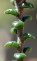 Macrostylis squarrosa