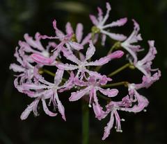 Nerine undulata