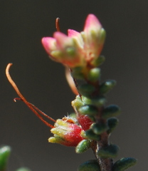 Macrostylis squarrosa