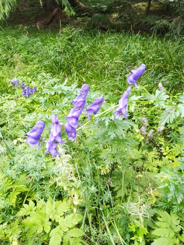 prilbica (Aconitum)
