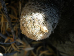 Mammillaria magallanii