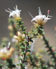 Macrostylis squarrosa