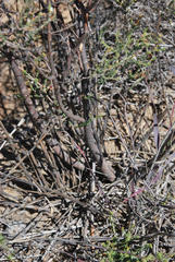 Macrostylis squarrosa