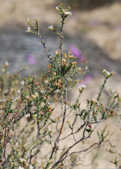 Macrostylis squarrosa