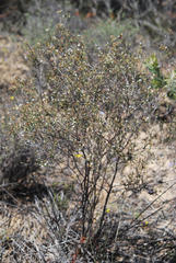 Macrostylis squarrosa