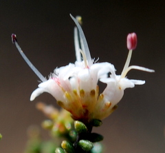 Macrostylis squarrosa