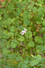 Pelargonium desertorum