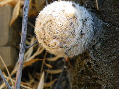 Mammillaria magallanii