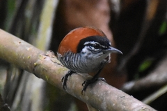Cantorchilus nigricapillus