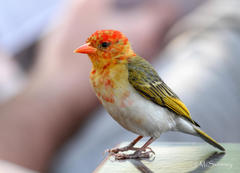 Anaplectes rubriceps rubriceps