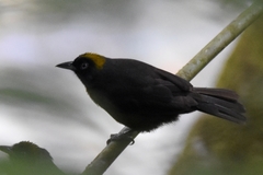 Mitrospingus cassinii