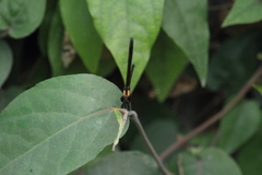 Heliocypha fenestrata