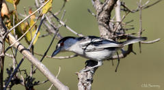 Dryoscopus cubla hamatus