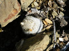 Mammillaria magallanii