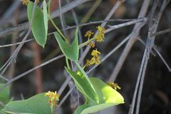 Dioscorea hemicrypta