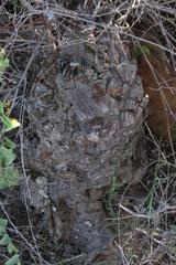 Dioscorea hemicrypta