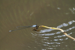 Pseudagrion pruinosum