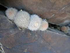 Mammillaria magallanii
