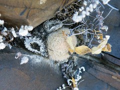 Mammillaria magallanii