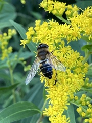 Eristalis pertinax