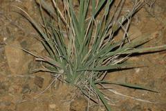 Fingerhuthia africana