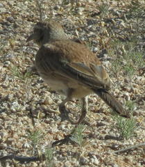 Certhilauda subcoronata bradshawi
