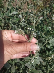 Heliotropium ellipticum