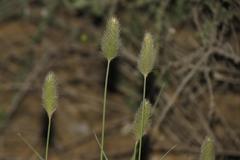 Fingerhuthia africana