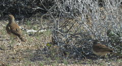 Certhilauda subcoronata bradshawi