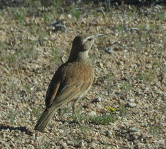 Certhilauda subcoronata bradshawi