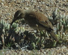 Certhilauda subcoronata bradshawi
