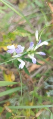 Vicia biennis