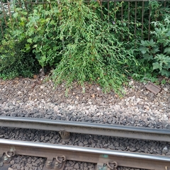 Cotoneaster salicifolius