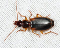 Cymindis limbata