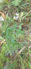 Vicia biennis