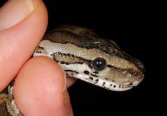 Python natalensis
