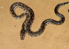 Python natalensis