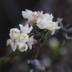 Lachnaea capitata