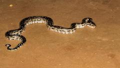 Python natalensis