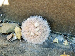 Mammillaria magallanii