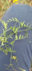 Vicia biennis