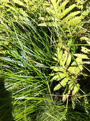 Carex vesicaria